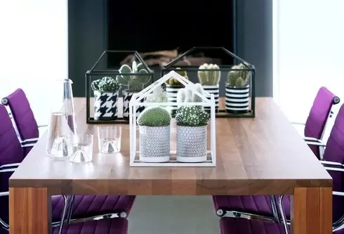 Déze kamerplanten kunnen tegen de kou Déze kamerplanten kunnen tegen de kou