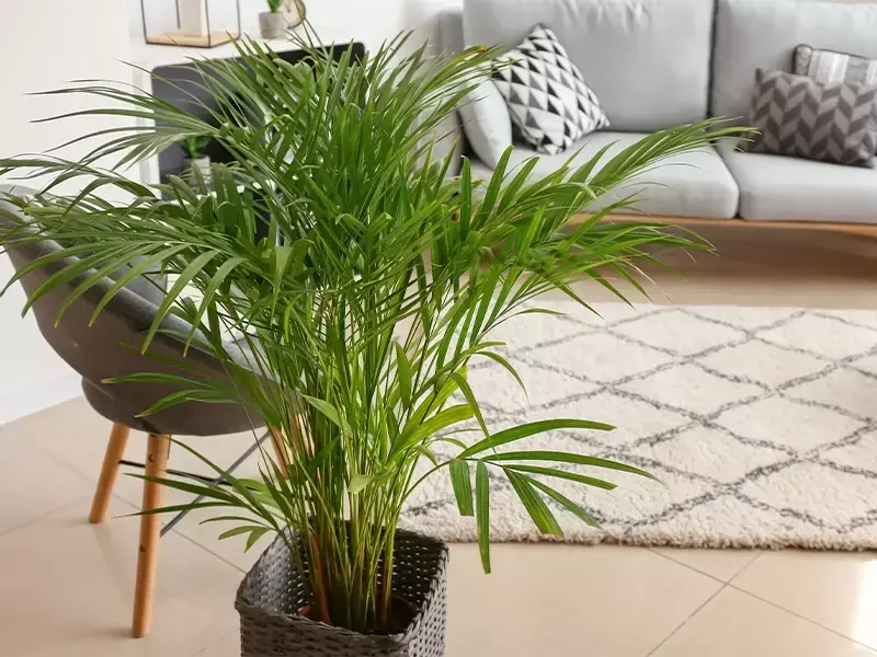 Onnauwkeurig Spit flauw Deze luchtzuiverende planten verbeteren de luchtkwaliteit in huis! -  Tuincentrum Eurofleur
