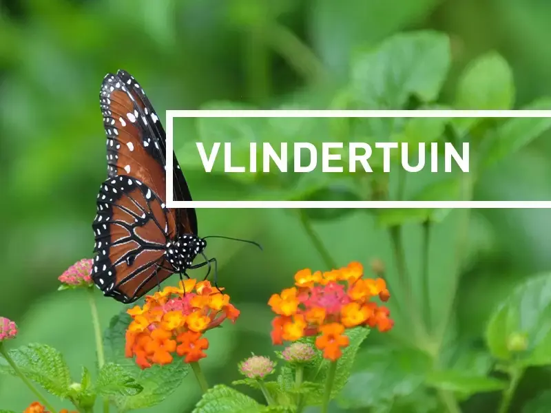 Deze planten trekken vlinders aan! Deze planten trekken vlinders aan!