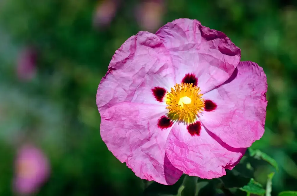 Déze tuinplanten kunnen tegen de droge zomer! Déze tuinplanten kunnen tegen de droge zomer!