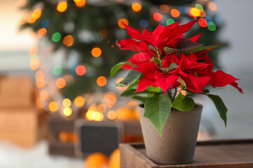 Feestelijke kamerplanten voor de donkere wintermaanden Feestelijke kamerplanten voor de donkere wintermaanden