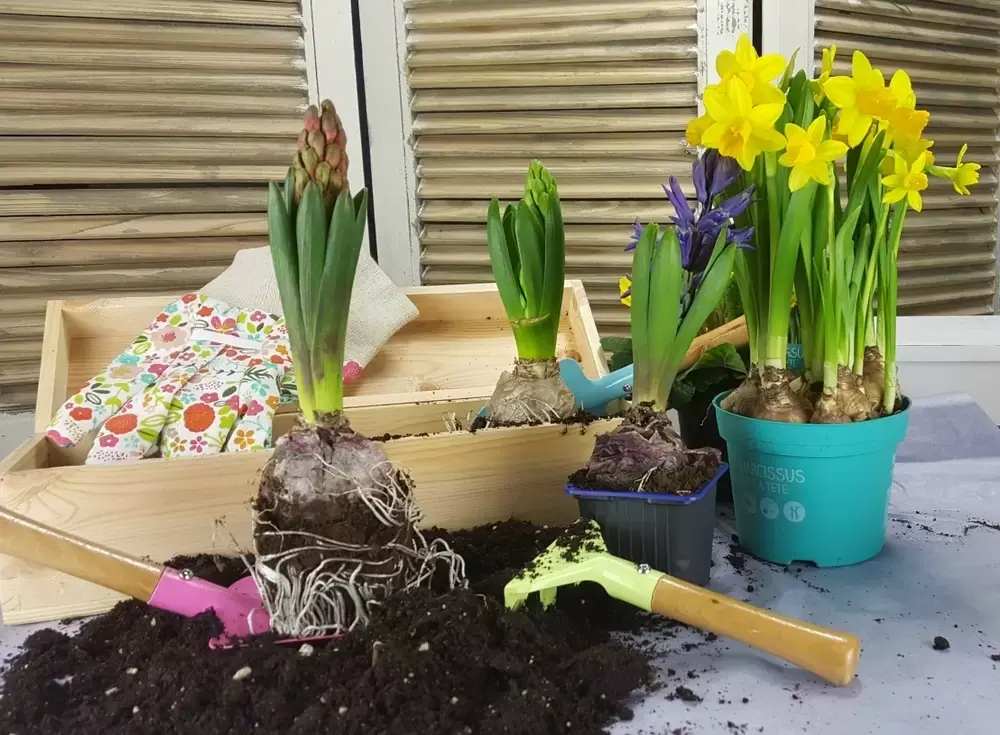Fleurige februaritips voor huis en tuin Fleurige februaritips voor huis en tuin