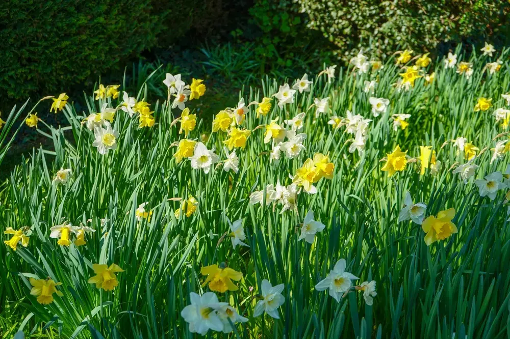 Fleurige huis- en tuintips voor februari Fleurige huis- en tuintips voor februari