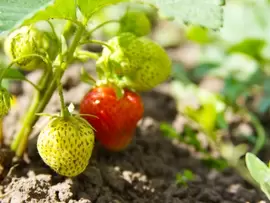 Aardbeien Aardbeien