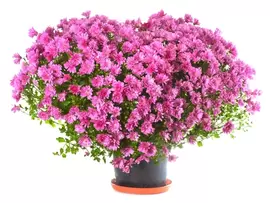 Bolchrysanten Bolchrysanten