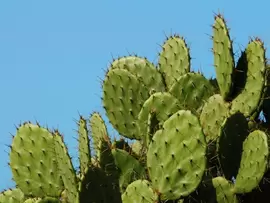 Cactussen en vetplanten Cactussen en vetplanten