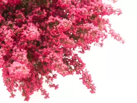 Heidetuin Heidetuin