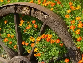 Perkplanten Perkplanten