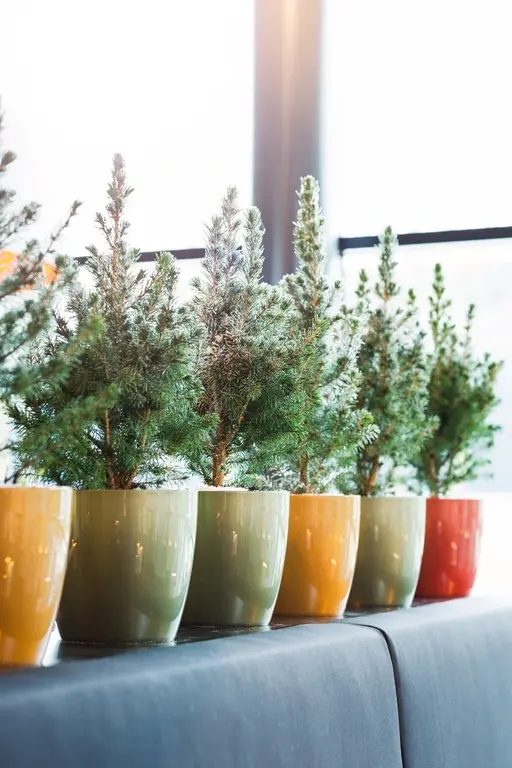 Groene trend: de mini kerstboom | Eurofleur in