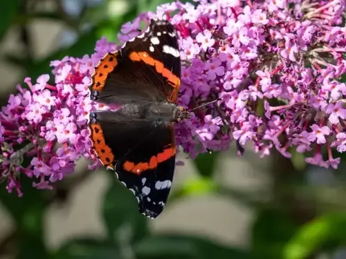 Haal vlinders en libellen naar je tuin Haal vlinders en libellen naar je tuin