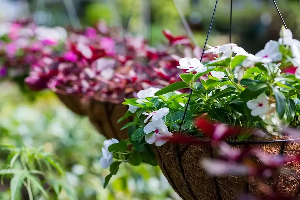 Hanging baskets en hangzakken Hanging baskets en hangzakken