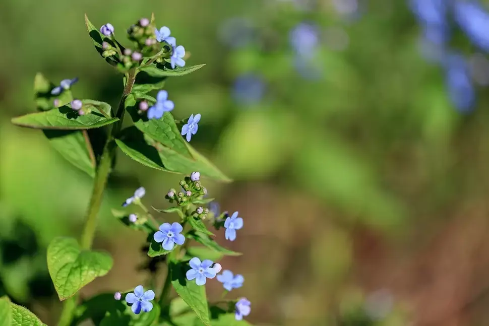 Hemelsblauwe bloemen voor Hemelvaart Hemelsblauwe bloemen voor Hemelvaart