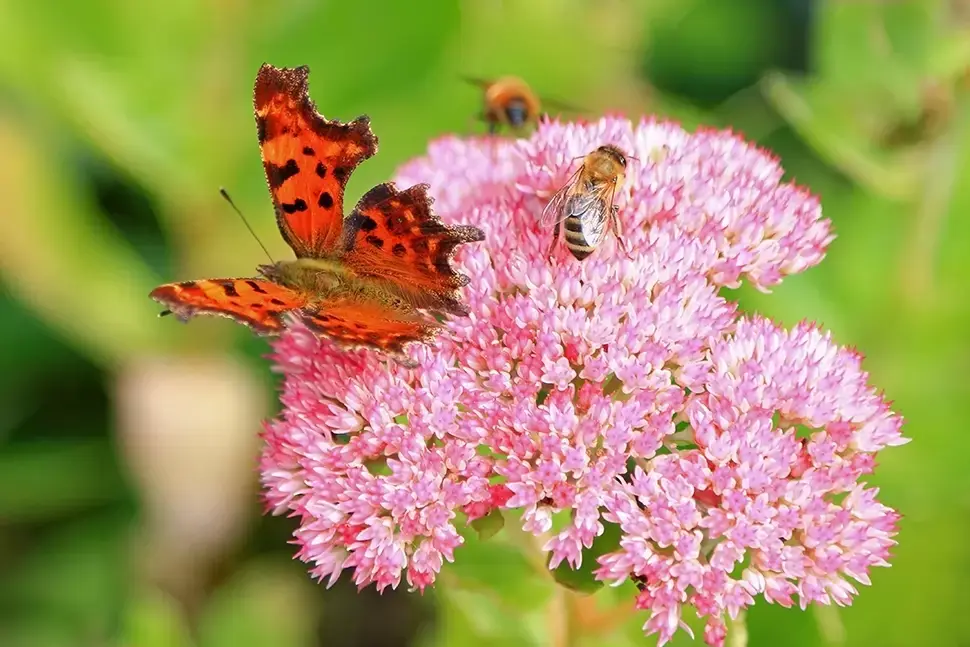 Hemelvaartsdag: tuinplanten met een hemelse symboliek Hemelvaartsdag: tuinplanten met een hemelse symboliek