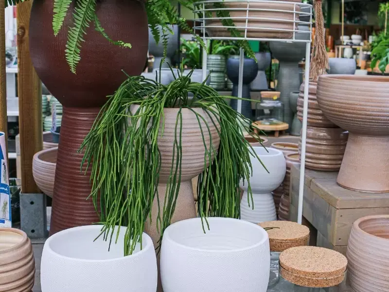 Hippe hangplant Hippe hangplant