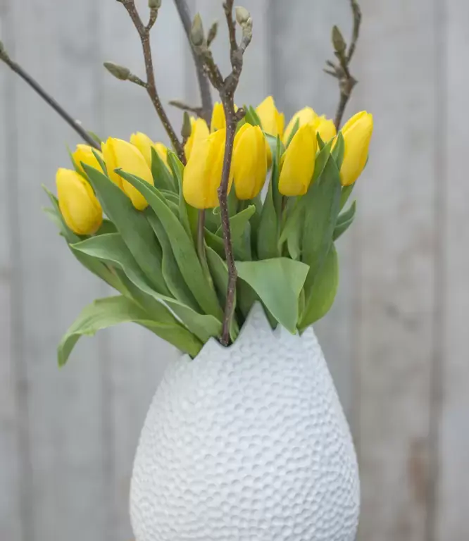 Hoe houd ik mijn tulpen mooi? 5x tips! Hoe houd ik mijn tulpen mooi? 5x tips!