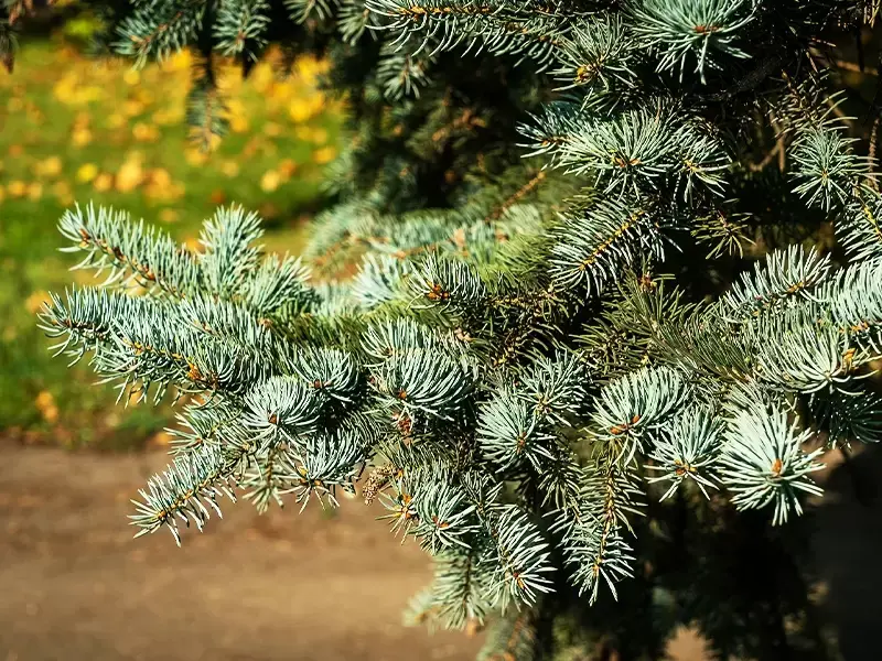 Hoe houd je een echte kerstboom zo lang mogelijk mooi? Hoe houd je een echte kerstboom zo lang mogelijk mooi?