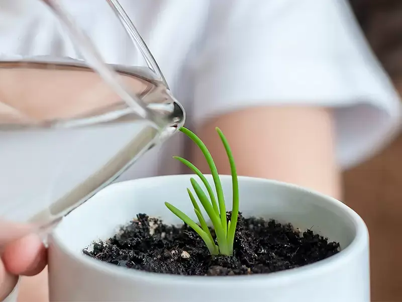 Hoe moet ik planten stekken? 3 manieren om planten te vermeerderen! Hoe moet ik planten stekken? 3 manieren om planten te vermeerderen!