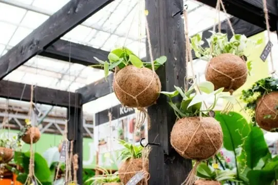 Hoe style ik mijn kamerplanten? Hoe style ik mijn kamerplanten?