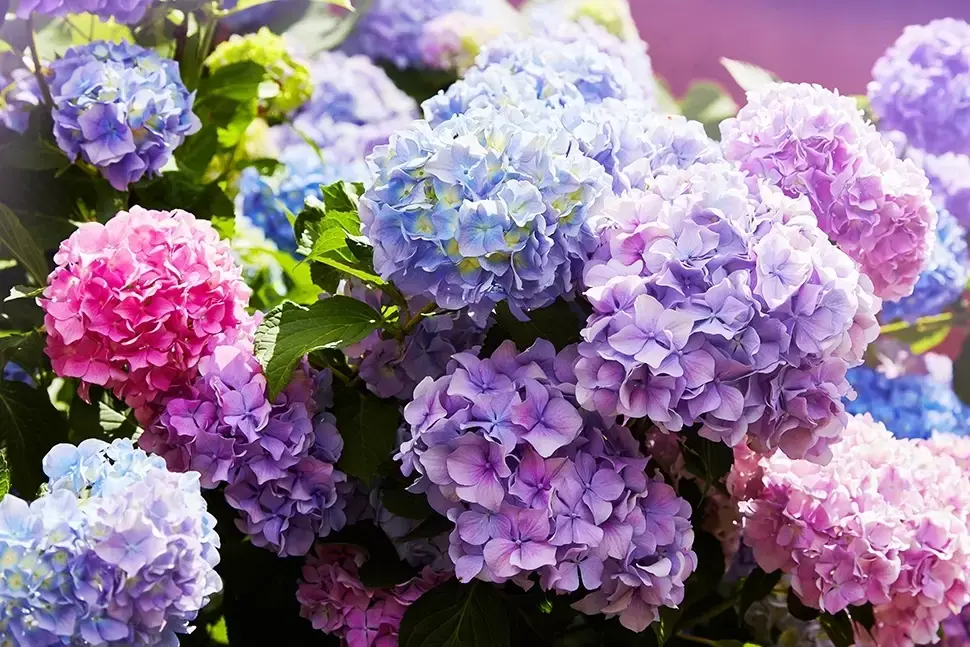 Hortensia - tuinplant van dit moment Hortensia - tuinplant van dit moment