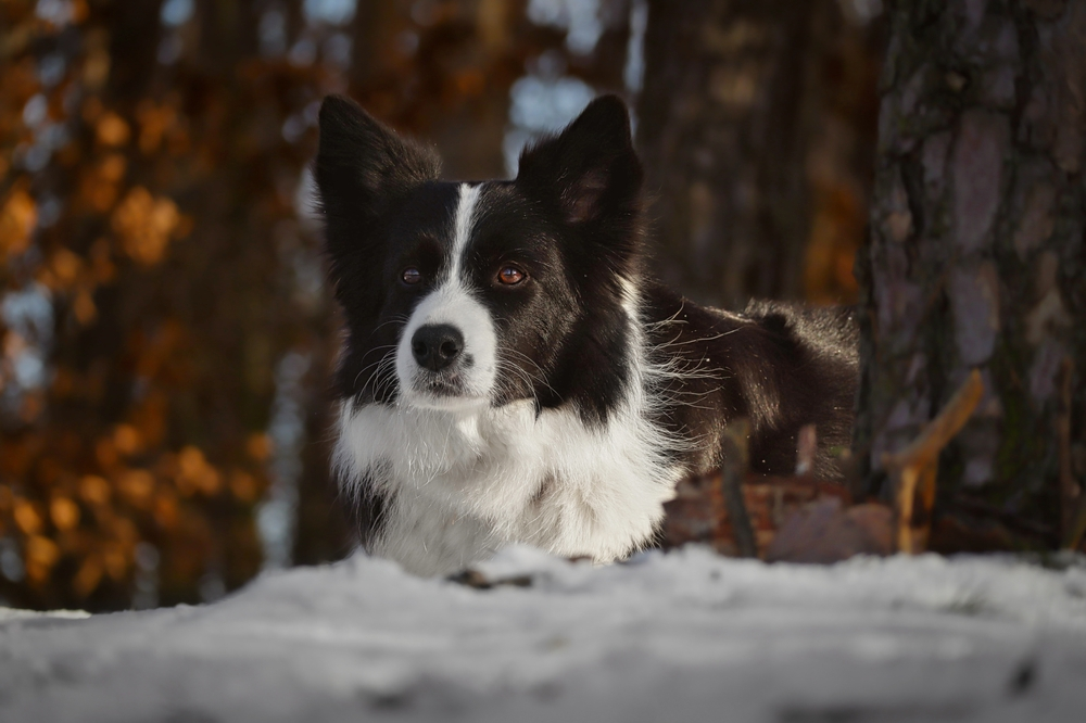 Huis- en tuindiertips tijdens koude winterdagen Huis- en tuindiertips tijdens koude winterdagen