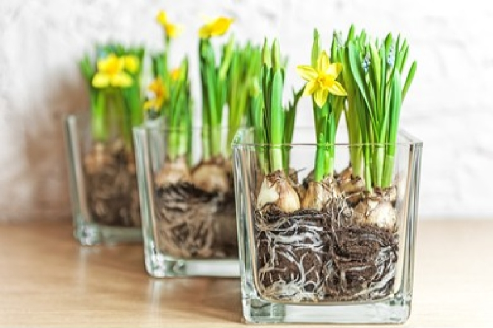 Huis- en tuintips voor januari Huis- en tuintips voor januari