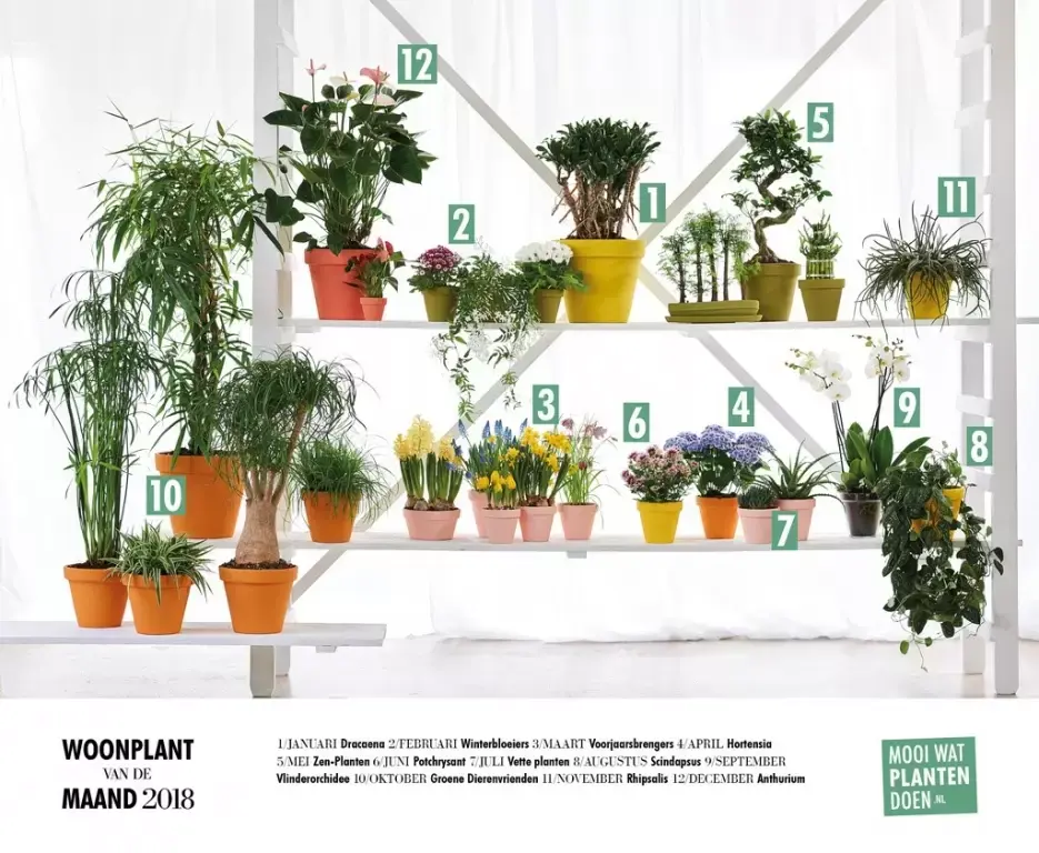 Januari: kamerplanten! Januari: kamerplanten!