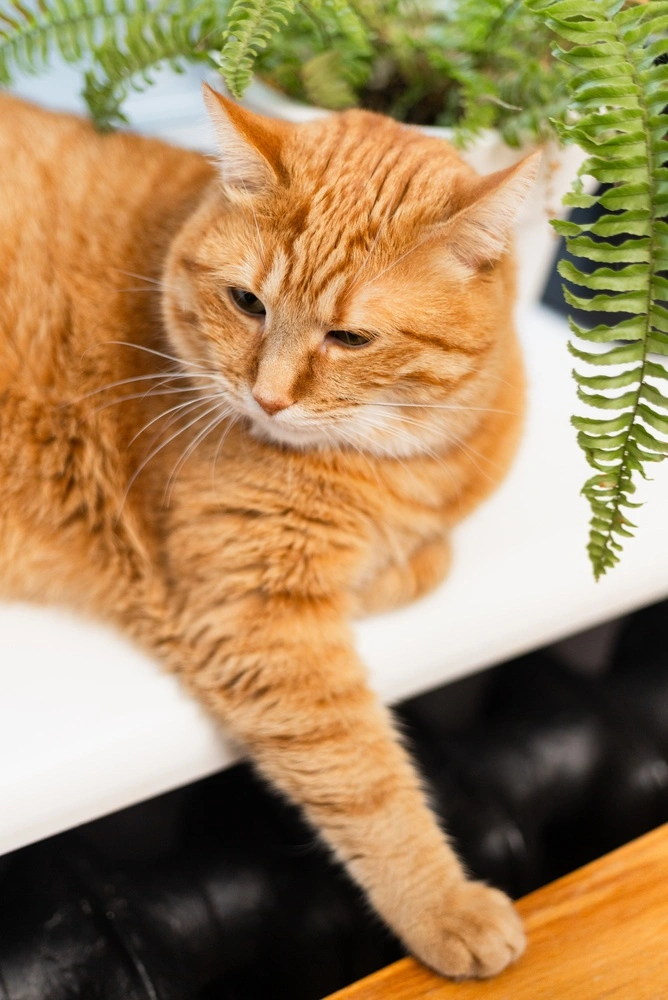 Kat in huis? Deze kamerplanten zijn perfecte huisgenoten!