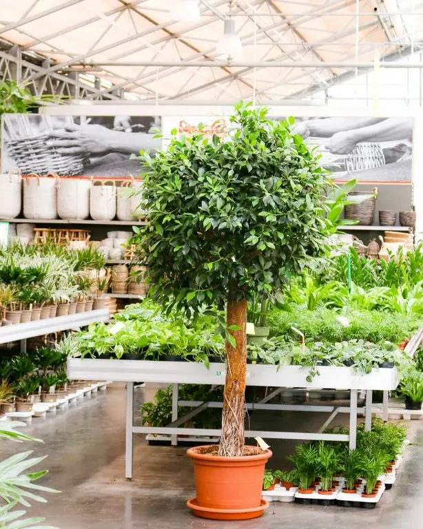 Kerstboom eruit, kamerplant erin! Kerstboom eruit, kamerplant erin!