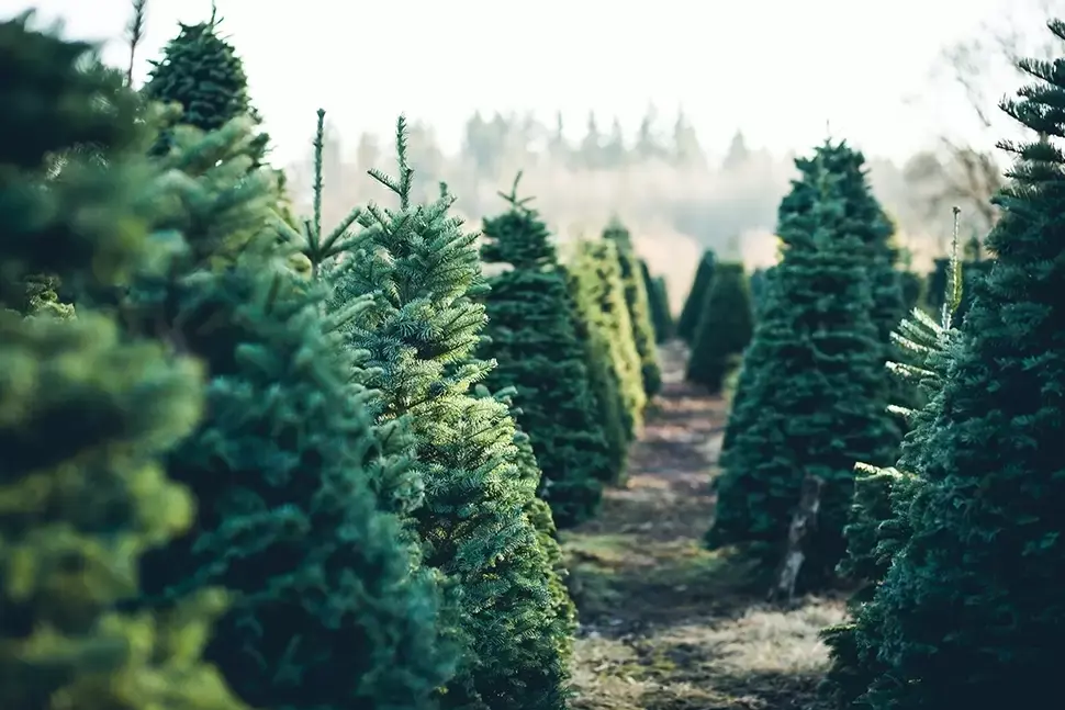 Kerstboom kiezen Kerstboom kiezen