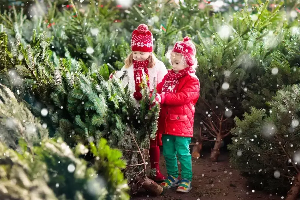 Kerstboomtips Kerstboomtips