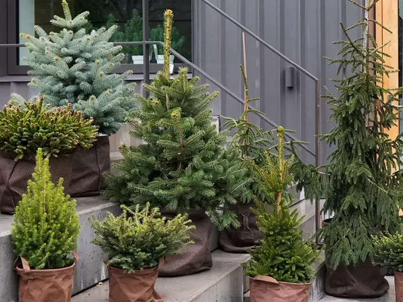 Kerstsparren: tuinplanten van de maand december 2019 Kerstsparren: tuinplanten van de maand december 2019