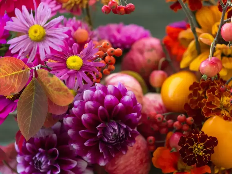 Kleur in de najaarstuin: onze top 5 herfstplanten Kleur in de najaarstuin: onze top 5 herfstplanten