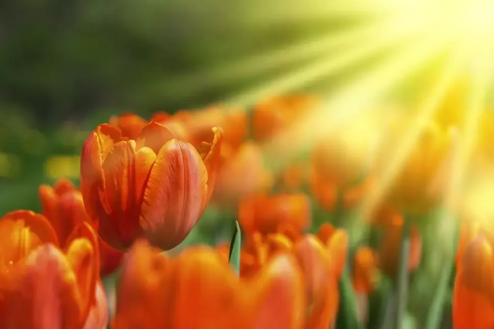 Koningsdag - Oranje boven! Koningsdag - Oranje boven!