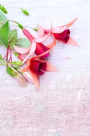 Kuipplanten Kuipplanten