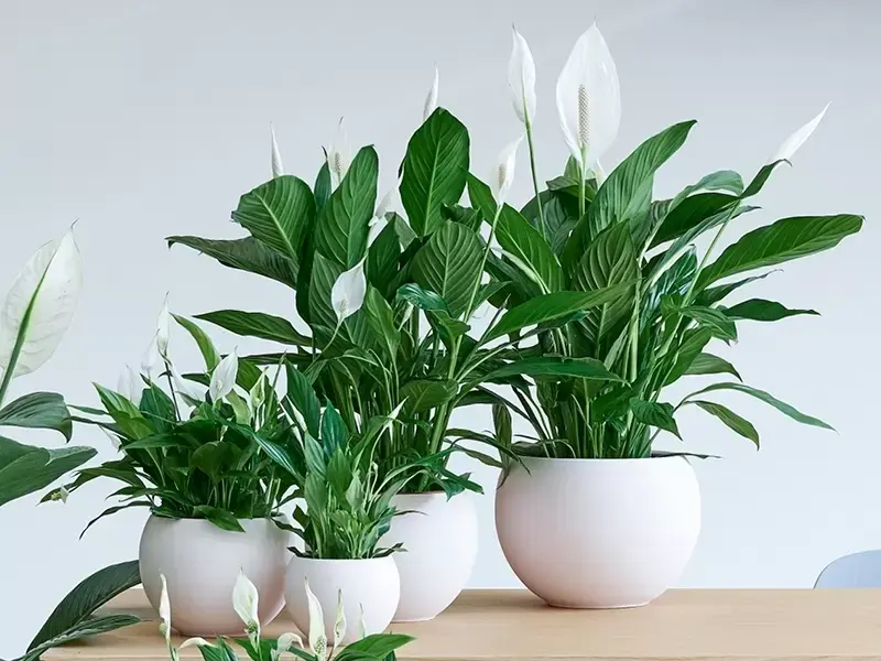 Lepelplant: Woonplant van de maand mei 2020 Lepelplant: Woonplant van de maand mei 2020