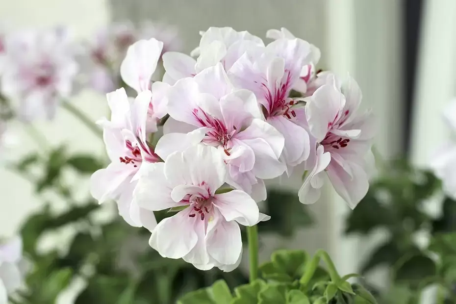 Leve de potgeranium (Pelargonium)! Leve de potgeranium (Pelargonium)!