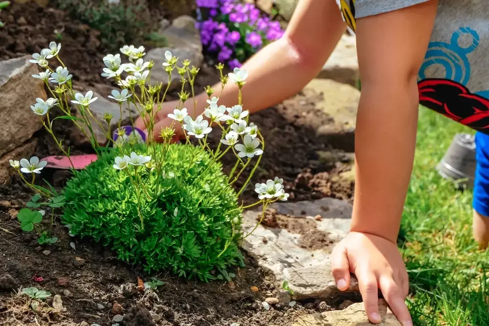 Steil bus Snor Maak een border met schaduwplanten