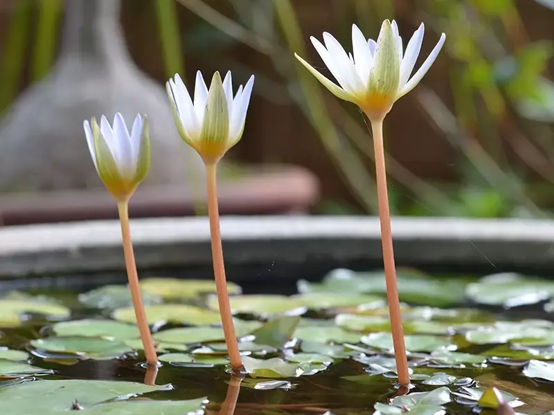 vriendschap ernstig Optimisme Maak je eigen minivijver | Eurofleur Leusden