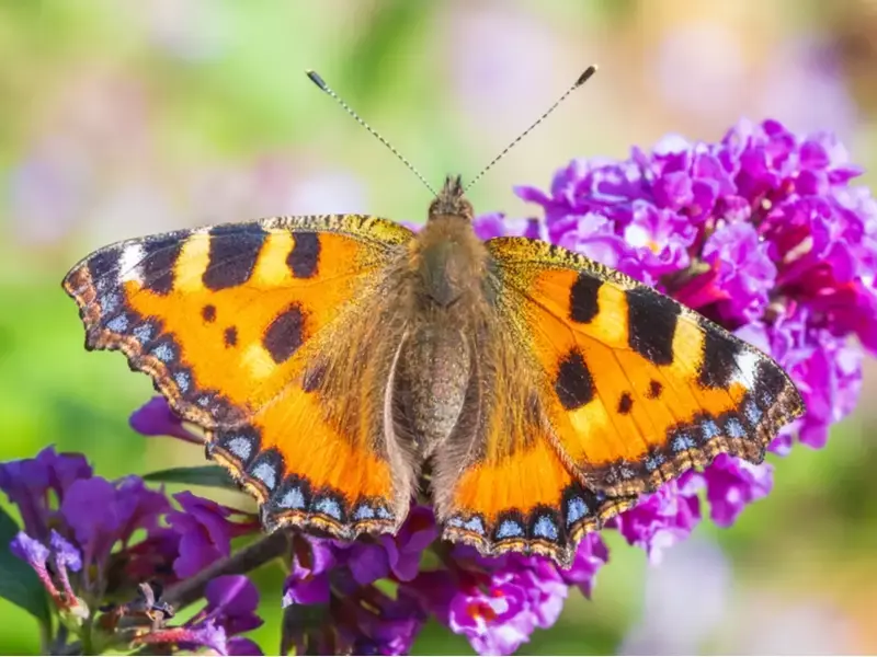 Maak van de tuin een vlinderparadijs Maak van de tuin een vlinderparadijs