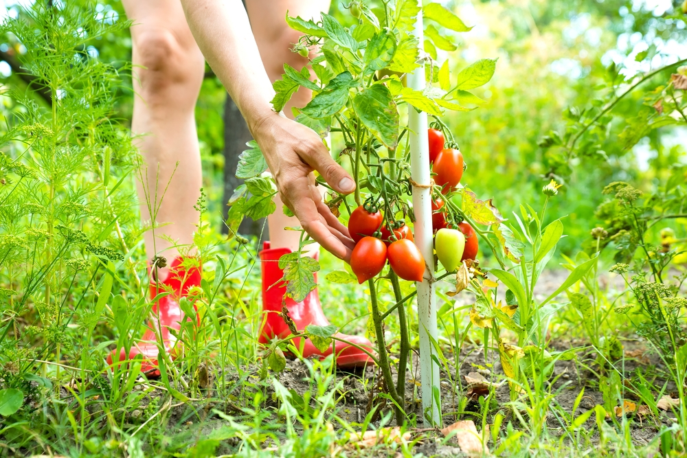 Moestuinieren in augustus Moestuinieren in augustus