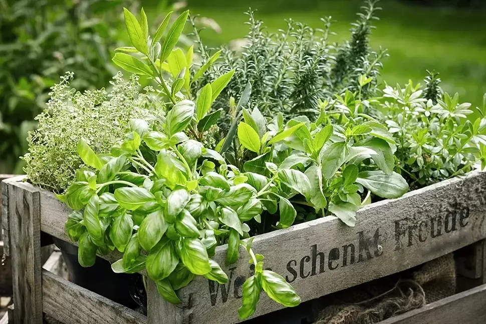 Moestuinieren in mei en juni Moestuinieren in mei en juni