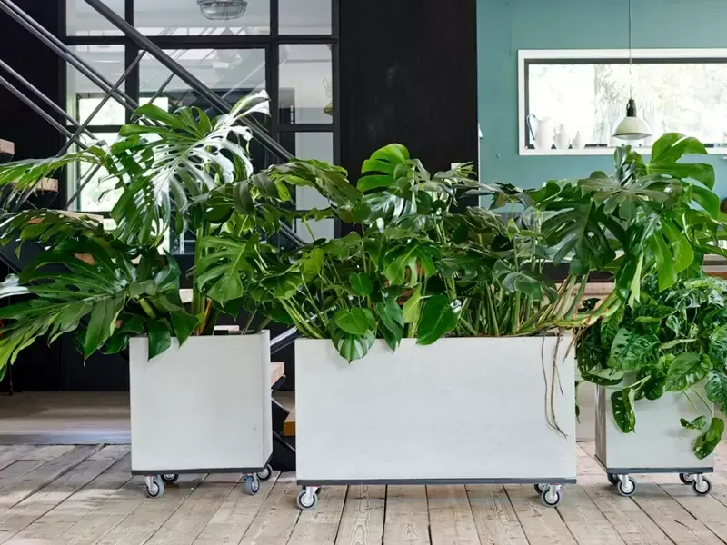 Monstera: Woonplant van de maand juli Monstera: Woonplant van de maand juli