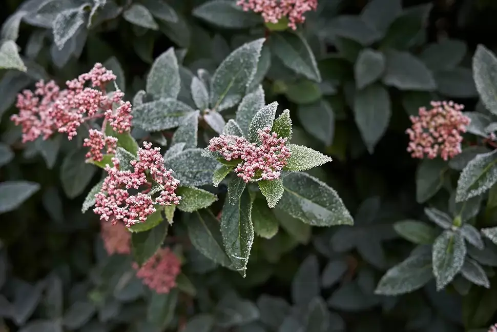 Nu doen: meer wintergroen! Nu doen: meer wintergroen!