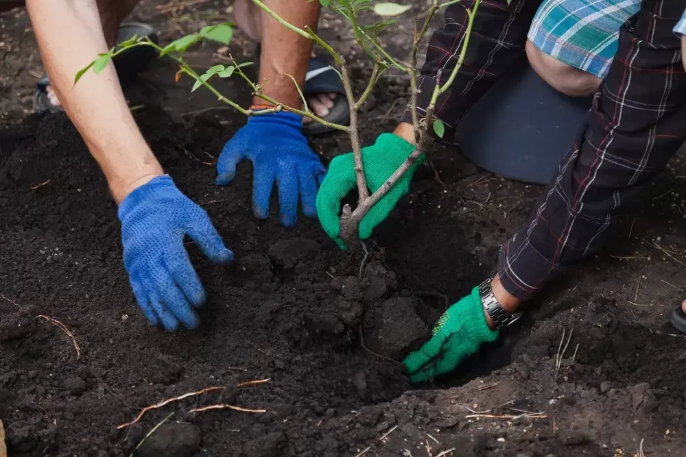 Oktober rozenmaand: planten, snoeien en beschermen Oktober rozenmaand: planten, snoeien en beschermen