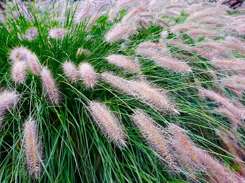 Onderhoudsvriendelijke tuinplanten: siergrassen Onderhoudsvriendelijke tuinplanten: siergrassen