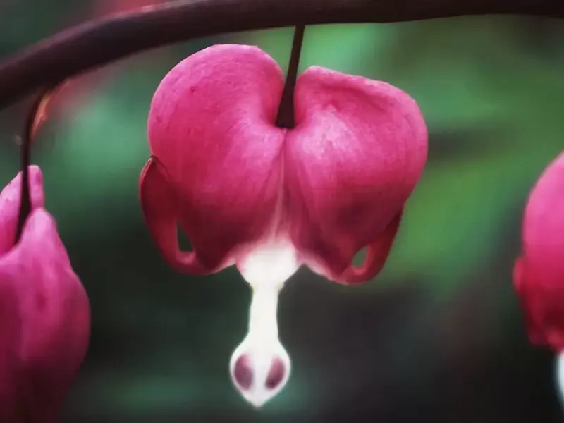 Onze 7 favoriete schaduwplanten Onze 7 favoriete schaduwplanten