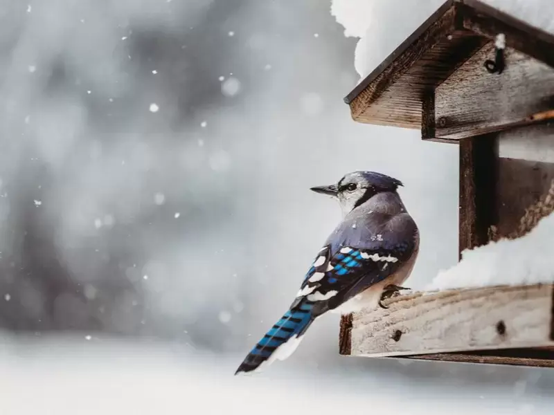 Op naar een duurzame tuin: help vogels de winter door! Op naar een duurzame tuin: help vogels de winter door!