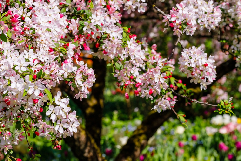 Plant een (kleine) boom Plant een (kleine) boom