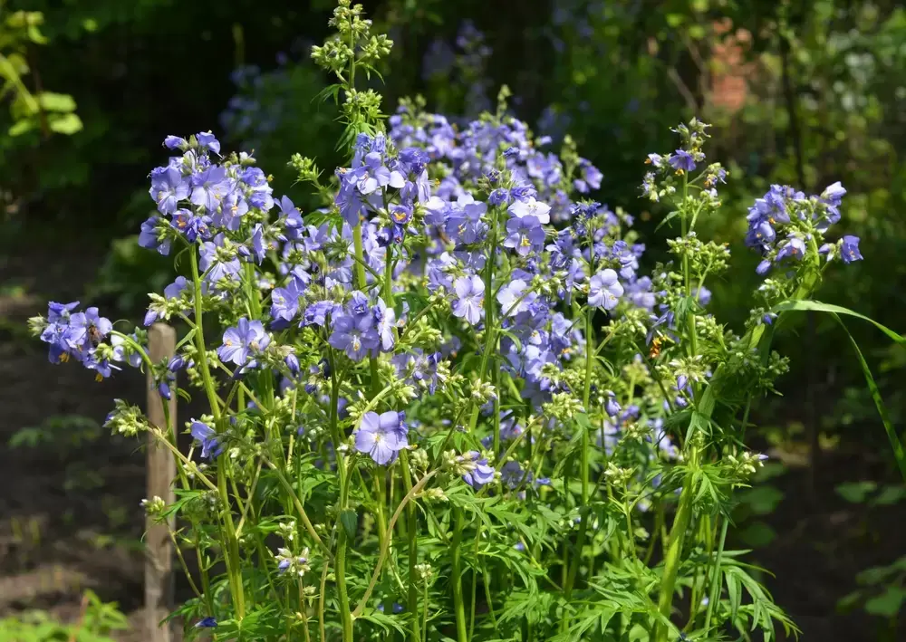 Planten, bloemen en tuintips voor Hemelvaartsdag Planten, bloemen en tuintips voor Hemelvaartsdag