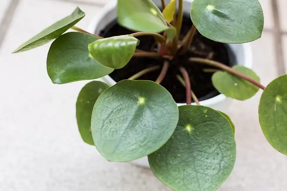 Planten die geluk brengen op ongelukkige dagen Planten die geluk brengen op ongelukkige dagen